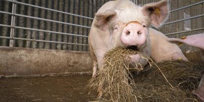 Mit dem richtigen Raufutter lässt sich die Kotkonsistenz bei Sauen postitiv beeinflussen.