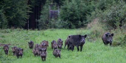 Auch Jahrzehnte nach dem Reaktorunfall in Tschernobyl weist Wildschweinfleisch in Sachsen und Thüringen teilweise noch hohe Strahlenwerte auf (Symbolwert).