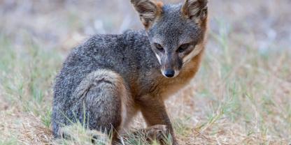 Der Graufuchs ist ein ausgezeichneter Kletterer.