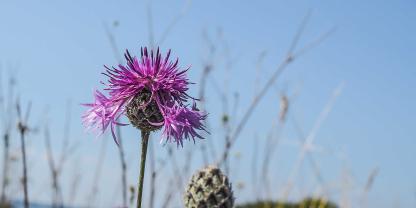 Die Skabiosen-Flockenblume (<b><i>Centaurea scabiosa</i></b>) ist nur eine von zahlreichen Pflanzen auf Kalkmagerrasen.