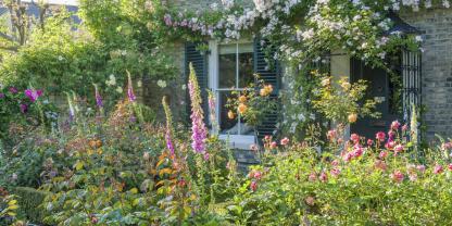 Grandiose Rosenpracht, garniert mit Fingerhüten im Cottage-Vorgarten