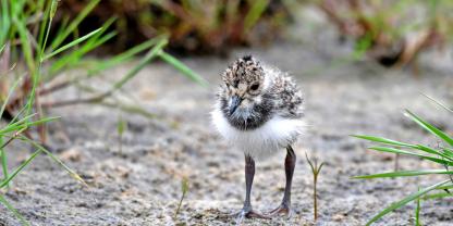 Für den Kiebitz-Nachwuchs: Landwirtschaft und Naturschutz helfen zusammen.