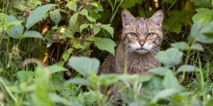Abb. 1: Die Europäische Wildkatze (Felis silvestris)