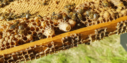 Volle Schwarmstimmung: Hier sehen wir bereits verdeckelte und eine noch offene Schwarmzelle. Foto: Boris Bücheler