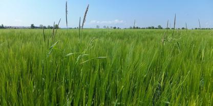 Ackerfuchsschwanz in Gerste: Die Gegenwehr wird immer schwerer, das Resistenzrisiko immer höher, deshalb ist die jetzige Wirkstoffzulassung so bedeutend.