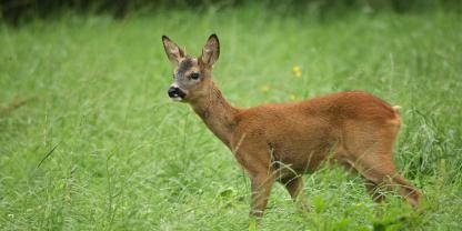 Jährlinge ansprechen ist eine Kunst, keine Wissenschaft.