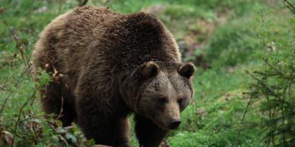 In Tirol sorgt derzeit ein Bär für Aufregung. Es gab mehrere Risse (Symbolbild).In den Alpen sorgt eine Bärensichtung für Aufsehen.