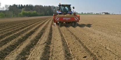 Aussaat von Kartoffeln