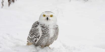 Schneeeulen sollen künftig besser geschützt werden. Darauf haben sich Politiker in Brasilien verständigt.