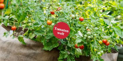Tomatenwelt Folge 8.a Header