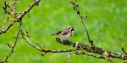 Vögel sind gern gesehene Gäste im Bauerngarten.