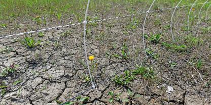 Ein unzureichend geerdeter Elektrozaun ist oft die Ursache dafür, dass Tiere nicht ausreichend abgehalten werden.