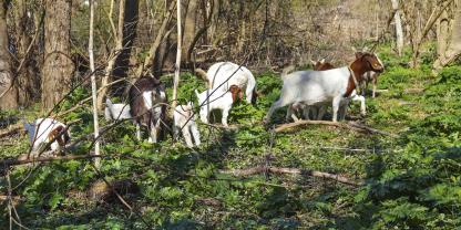 Ein wahrer Abenteuerspielplatz für Ziegen: die Forstfläche bei Salzgitter. Viele leckere Snacksin Form von Blättern, Rinde und Herkulesstaude gibt es dort für die Tiere reichlich dazu.