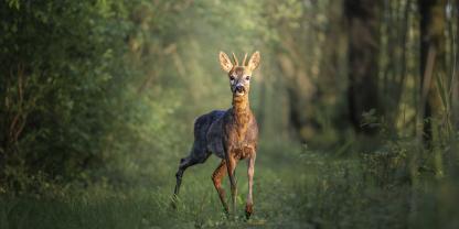 Wann sollte man Rehwild im Wald bejagen? Gerade in Zeiten des Waldumbaus und des Klimawandels ein heiß diskutiertes Thema.