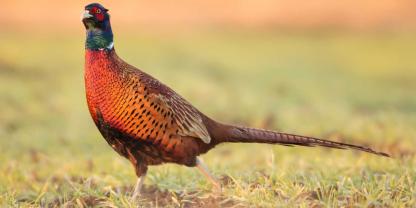 Ein Fasan sorgte für einen außergewöhnlichen Wildunfall, mit dessen Folgen sich das OLG Oldenburg beschäftigte.