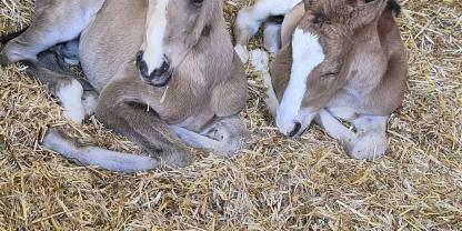 Zwillingsgeburt: Die Fohlen Collvero PP und Dorina PP sind zum Glück wohlauf.