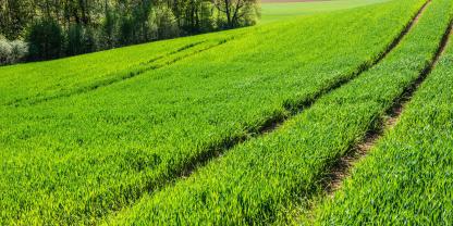 Getreidefeld-April-AdobeStock_202005395