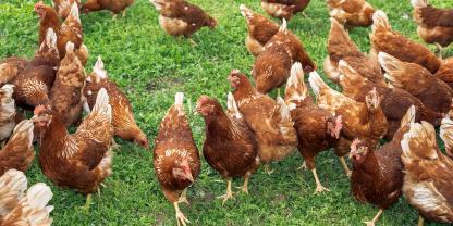 Hühner-im-garten-AdobeStock_995197436