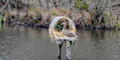  Mit dem Förderprogramm werden viele verschiedene Arten bedacht.