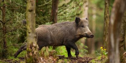 Der Kreistag hat die Prämie für den Schwarzwildabschuss genehmigt. Dazu gibt es verschiedene Meinungen.
