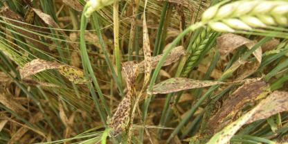 Ramularia im Endstadium