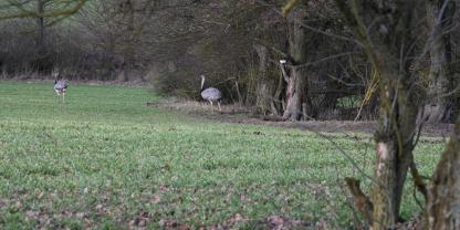 Sollten Nandus in Mecklenburg-Vorpommern noch bejagt werden? Damit beschäftigt sich aktuell Mecklenburg-Vorpommern.