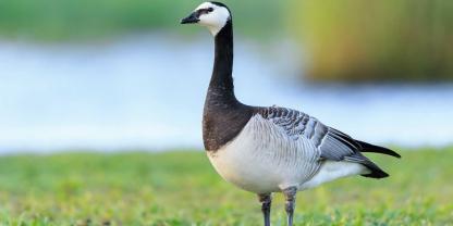 Schleswig-Holstein will die Nonnengans regulär bejagen.