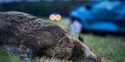 Auch Unfallwild soll zukünftig beprobt werden.Das Wildschwein verendete noch an der Unfallstelle.Wegen mehrerer Wildunfälle mit einer Rotte Sauen musste die A9 kurzzeitig gesperrt werden.Der Verdächtige war auf seiner Flucht mit einer Rotte Wildschweine zusammengestoßen.