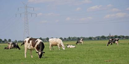 Rinder nehmen mit dem Gras auf der Weide auch verschiedene Parasiten auf. Deshalb spielt das Weidemanagement beim Parasitenmanagement eine entscheidende Rolle.