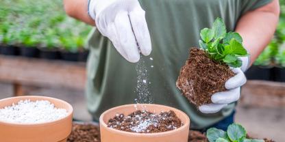 Perlite im Substrat verhindert Staunässe.