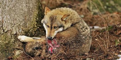 Wie reagiert ein kranker Wolf auf ein Nachsuchengespann?