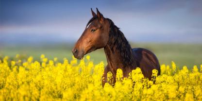 Idyllisches Bild: Das Pferd im Rapsfeld. Aber dahinter kann sich auch eine Gefahr verbergen.