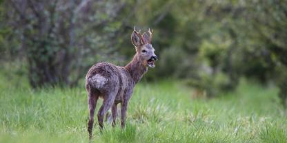 Auch beim Wild können verschiedene Arten von Tumoren vorkommen.