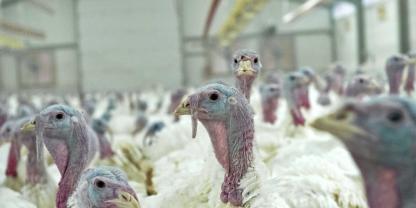 Wie soll die Pute in Deutschland künftig gehalten werden? Nach dem Urteil des Bundesverwaltungsgericht ist die Geflügelbranche verunsichert. Es besteht Sorge vor nationalen Alleingängen und einem Flickenteppich an Tierschutz-Vorgaben.