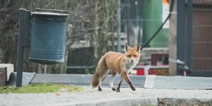 Ein Fuchs greift in Berlin immer wieder Menschen und Tiere an.