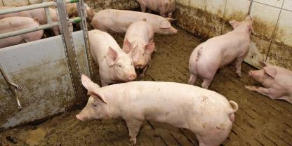 Nicht immer ist bei einem Durchfallgeschehen im Maststall ein Krankheitserreger die Ursache.