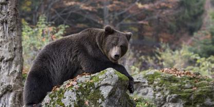 Beinahe tödlich endete ein Zusammentreffen von Radfahrer und Bär in Estland.