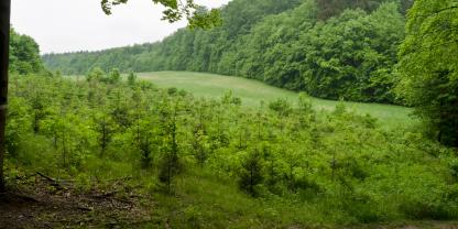 Ein Wald, der sich selbst gesät hat und nie bewirtschaftet wurde, kann ein rein privater Besitz sein.