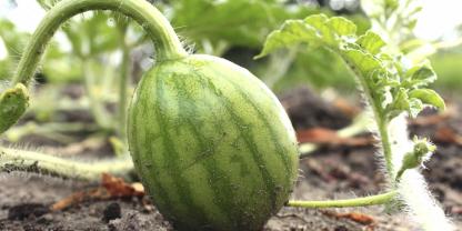 Ist die Blüte  bestäubt, wächst aus dem Fruchtknoten eine kleine Melone heran.