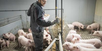 Das Bild zeigt, wie ein Landwirt seinen Mastschweinen Futter gibt.