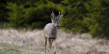 Beim Rehwild sind Umfangsvermehrung des Kurzwildbrets eine Auffälligkeit die tierärztlich zu untersuchen ist, falls das Wildbret in Verkehr gebracht wird.