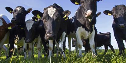 Die Agrargenossenschaft Gräfendorf züchtet junge Deutsche Schwarzbunte Niederungsrinder - 69 Tiere wurde gestohlen (Symbolbild).