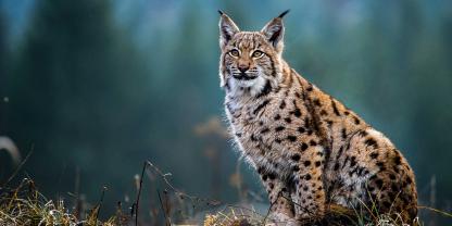 Im Nationalpark Harz gibt es Neuigkeiten zum Luchs.