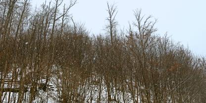 Blick in die von der NABU-Stiftung "Nationales Naturerbe" zum Kauf geplante Fläche