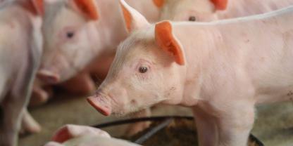 Schweine-Ferkel_AdobeStock_178551973