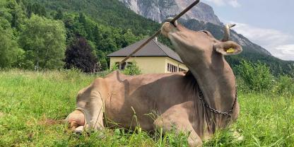 Extrem schlau: Die Braunviehkuh Veronika hat gelernt, Äste oder Besen mit dem Maul zu greifen und sich selbst damit zu kratzen.