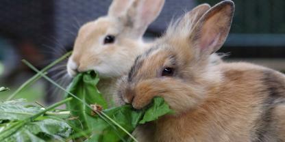 Kaninchen sind beliebte Tiere für den eigenen Garten. Allerdings gibt es auch bei der Hobbyhaltung einiges zu beachten.