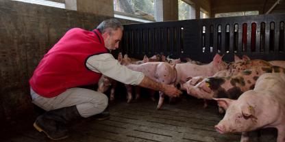 Schweinehalter-Schweine_AdobeStock_252898242