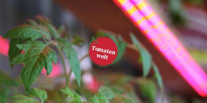 Heranwachsende Tomatenpflanze unter LED-Pflanzenlampe