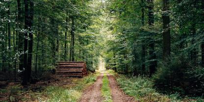 Vergleichsweise wenig Holz wurde 2025 geerntet.